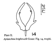 Asplanchna brightwellii