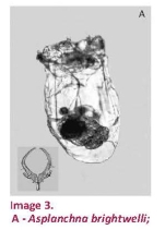 Asplanchna brightwellii