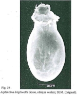 Asplanchna brightwellii