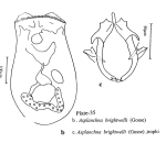 Asplanchna brightwellii