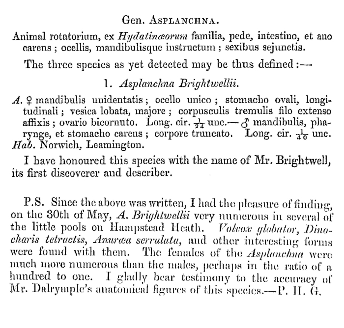 Asplanchna brightwellii - Original description image