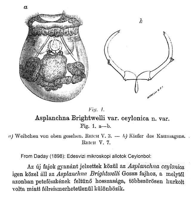 Asplanchna brightwellii var. ceylonica - Original description image