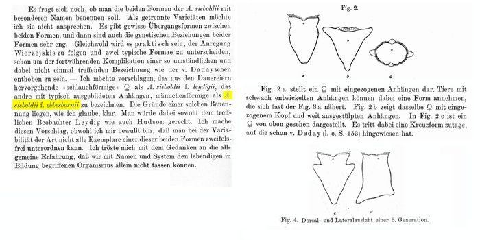 Asplanchna ebbesbornii