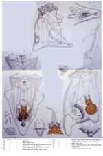 Asplanchna ebbesbornii