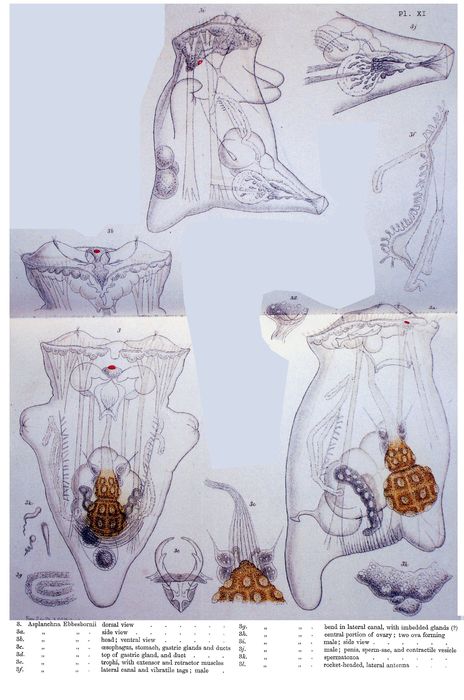 Asplanchna ebbesbornii