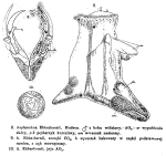 Asplanchna ebbesbornii