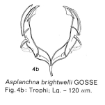 Asplanchna girodi