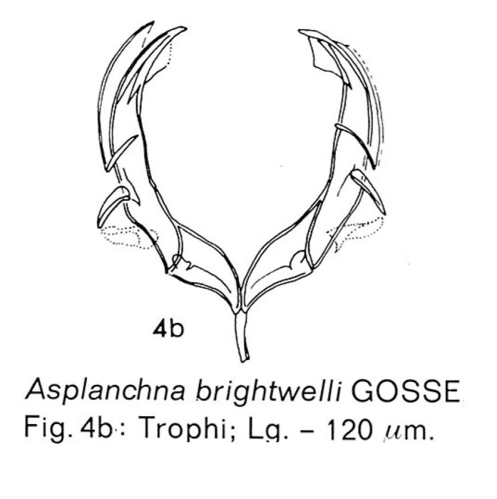 Asplanchna girodi