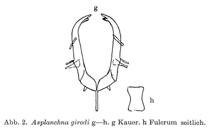Asplanchna girodi