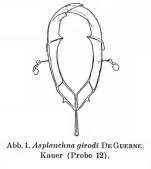 Asplanchna girodi