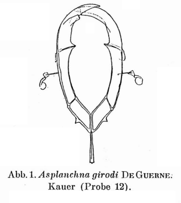 Asplanchna girodi