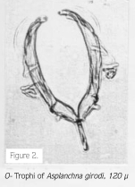 Asplanchna girodi