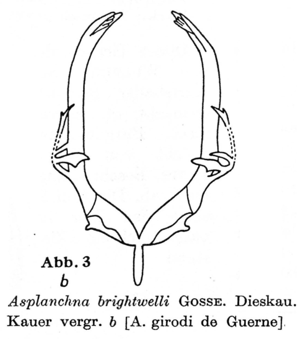 Asplanchna girodi