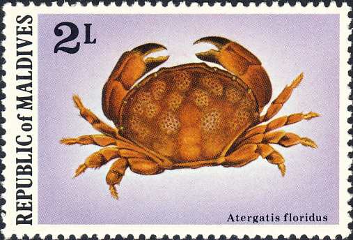 Atergatis floridus