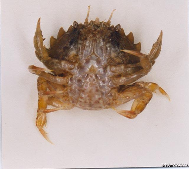 Pirimela denticulata (Montagu, 1808) Pirimela denticulata (Montagu, 1808)