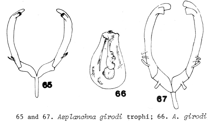 Asplanchna girodi