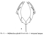 Asplanchna girodi