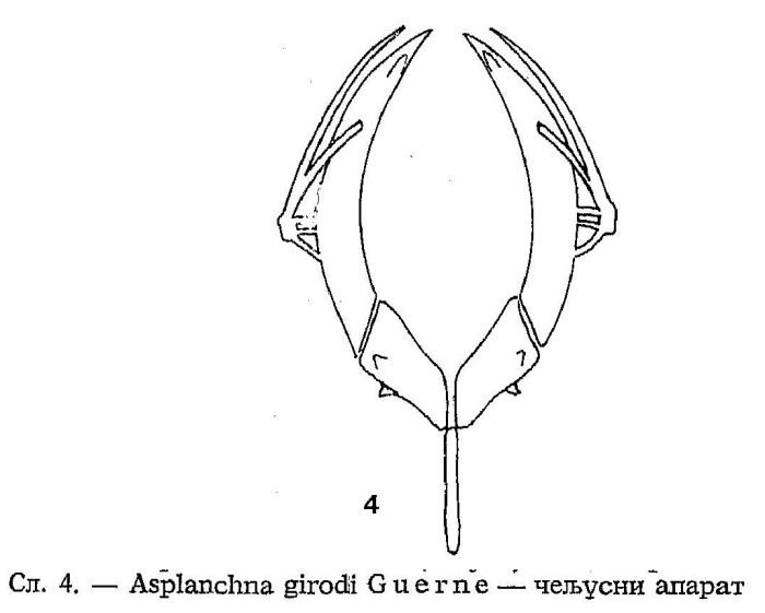 Asplanchna girodi