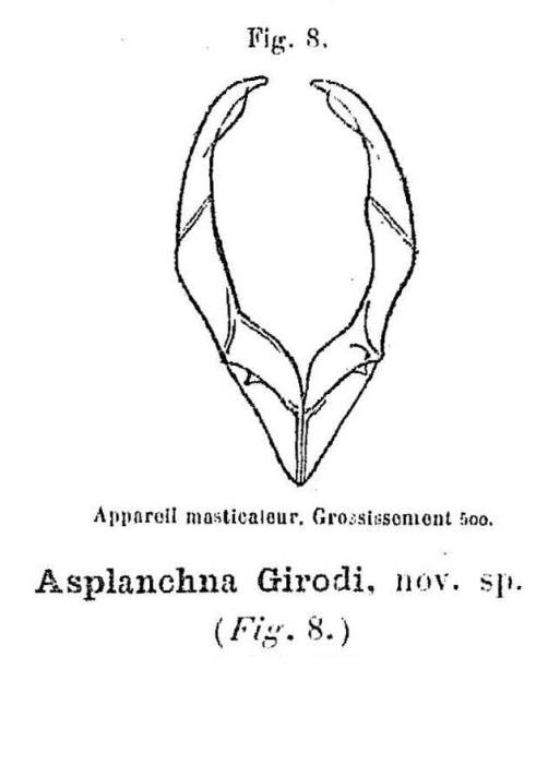 Asplanchna girodi - Original description image