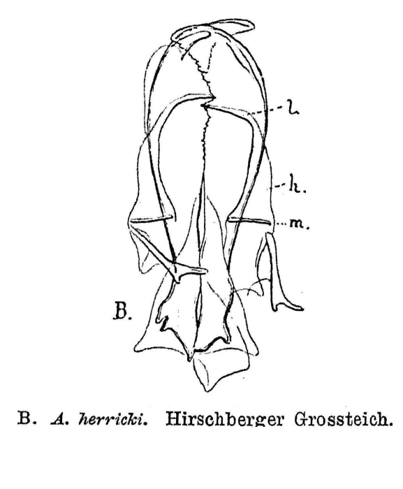 Asplanchna herricki