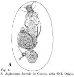 Asplanchna herricki