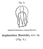 Asplanchna herricki - Original description image
