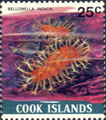 Bellonella indica Bellonella indica