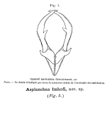Asplanchna imhofi - Original description image
