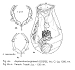 Asplanchna intermedia