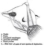 Asplanchna intermedia