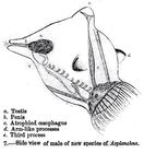 Asplanchna intermedia