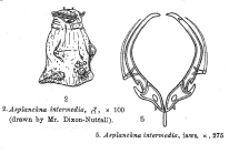 Asplanchna intermedia