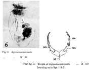 Asplanchna intermedia