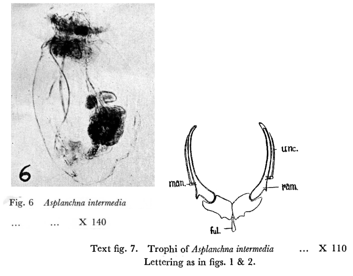 Asplanchna intermedia Asplanchna intermedia