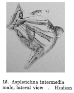 Asplanchna intermedia