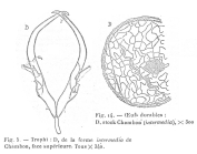 Asplanchna intermedia