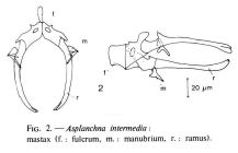 Asplanchna intermedia