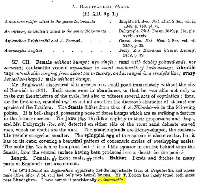Asplanchna intermedia - Original description image