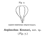 Asplanchna krameri - Original description image