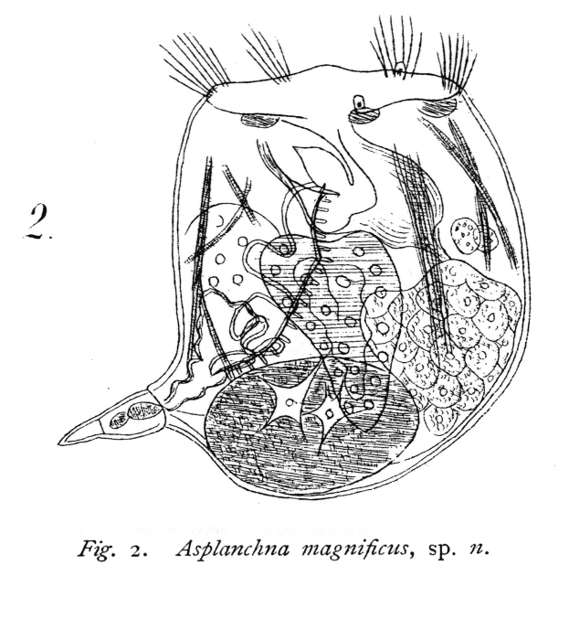Asplanchna magnifica - Original description image