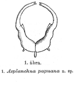 Asplanchna papuana - Original description image