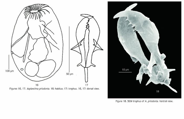 Asplanchna priodonta Asplanchna priodonta