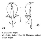 Asplanchna priodonta