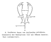 Asplanchna priodonta