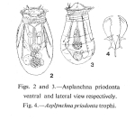 Asplanchna priodonta