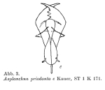 Asplanchna priodonta