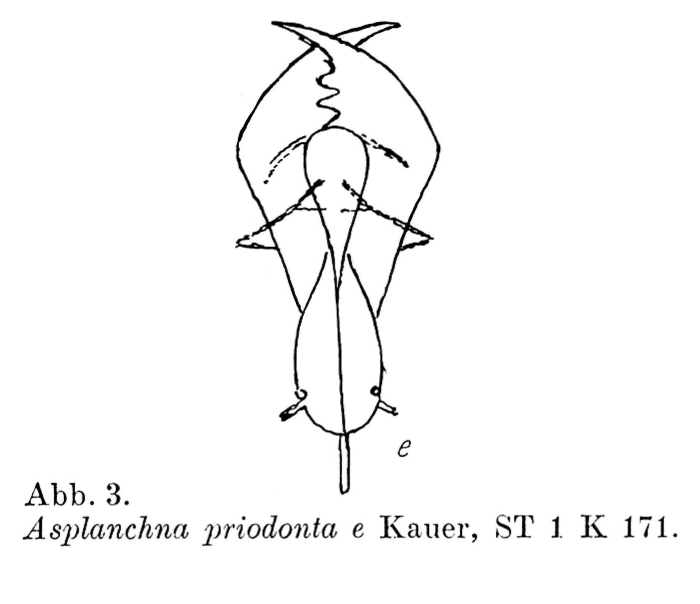 Asplanchna priodonta Asplanchna priodonta