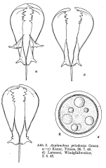 Asplanchna priodonta
