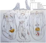 Asplanchna priodonta