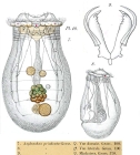 Asplanchna priodonta
